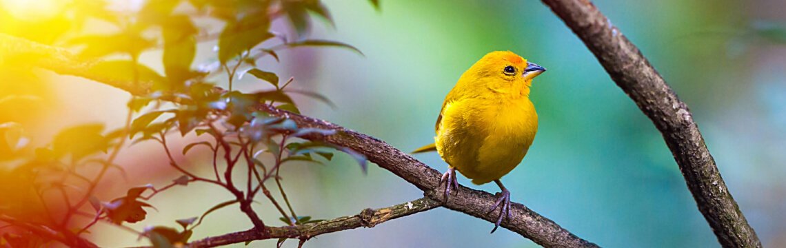 Рай для любителей наблюдать за птицами: Знакомство с птичьим разнообразием Тенерифе